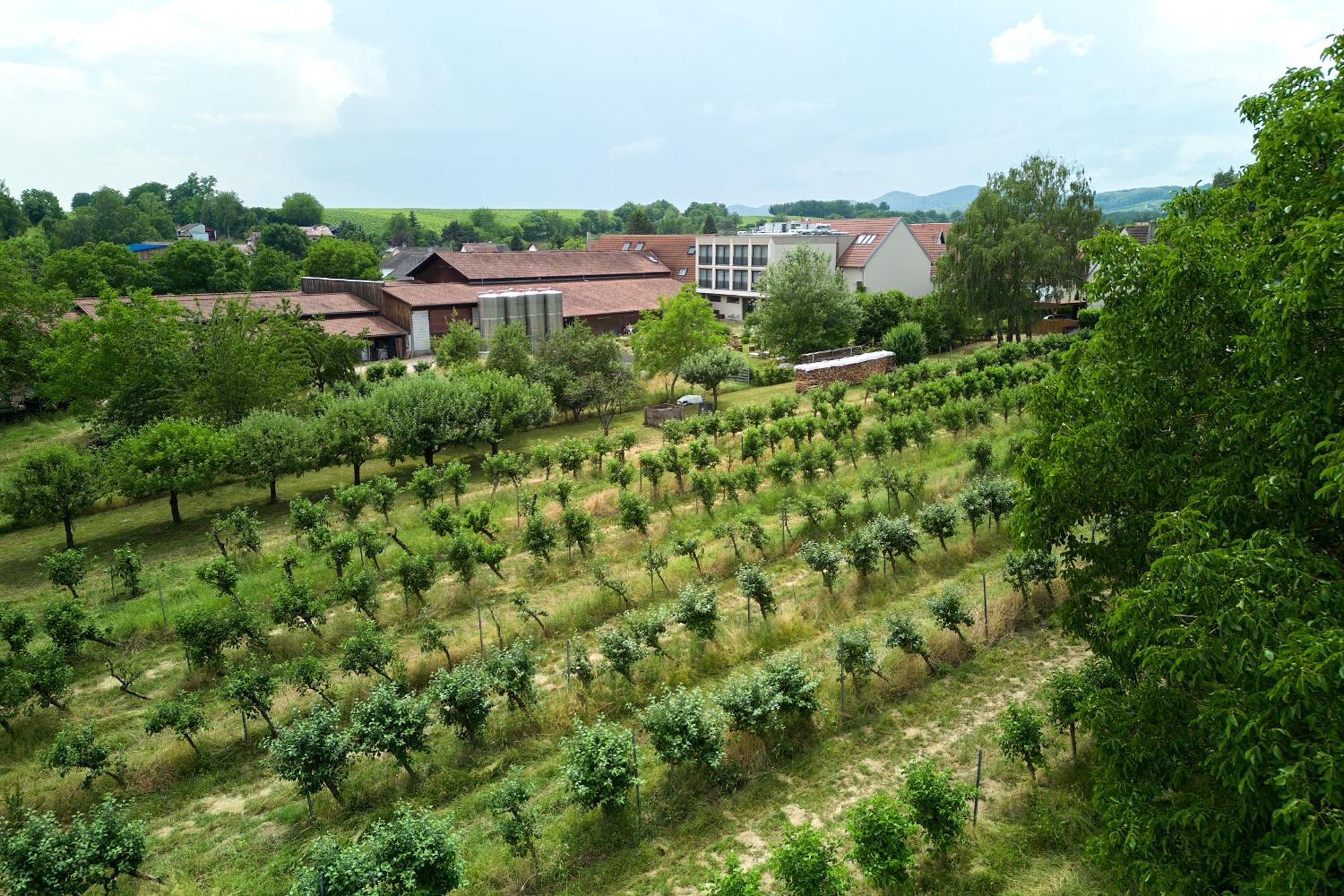 Weinhotel Fritz Walter Niederhorbach Εξωτερικό φωτογραφία